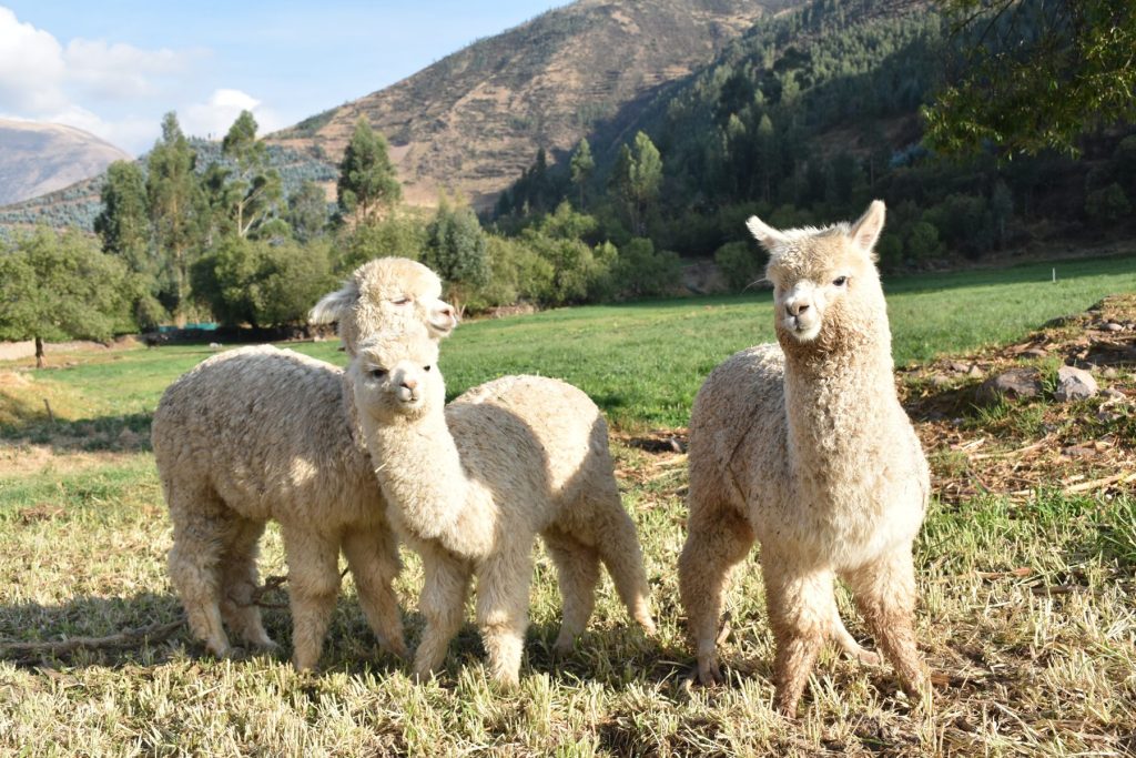tre alpaca